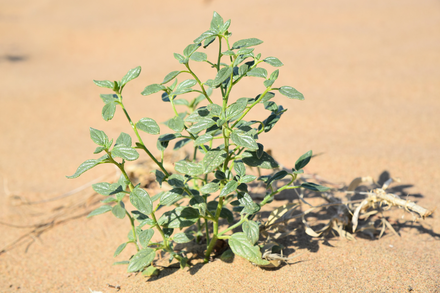 Изображение особи Heliotropium dasycarpum.