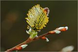 genus Salix