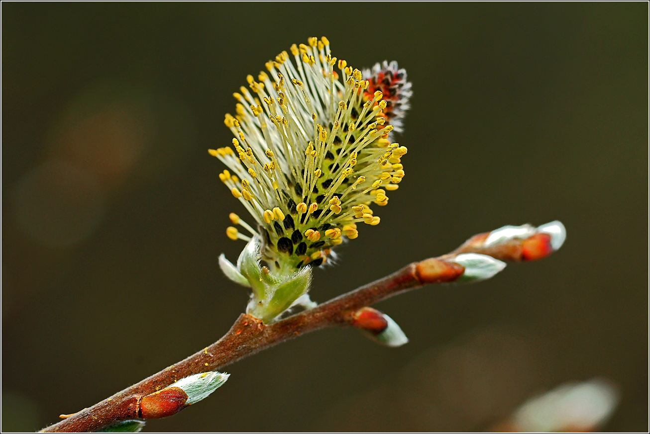 Image of genus Salix specimen.