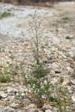 Lactuca serriola