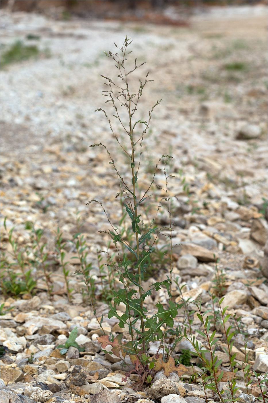 Изображение особи Lactuca serriola.