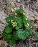 Primula eugeniae