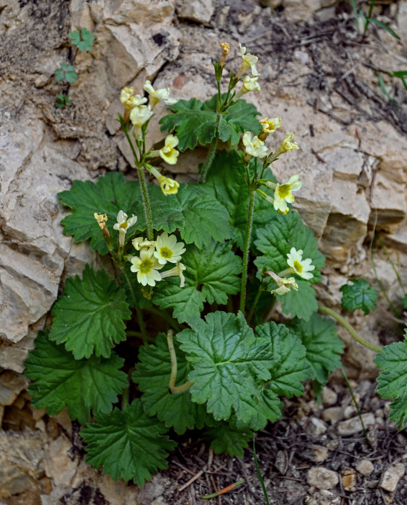 Image of Primula eugeniae specimen.