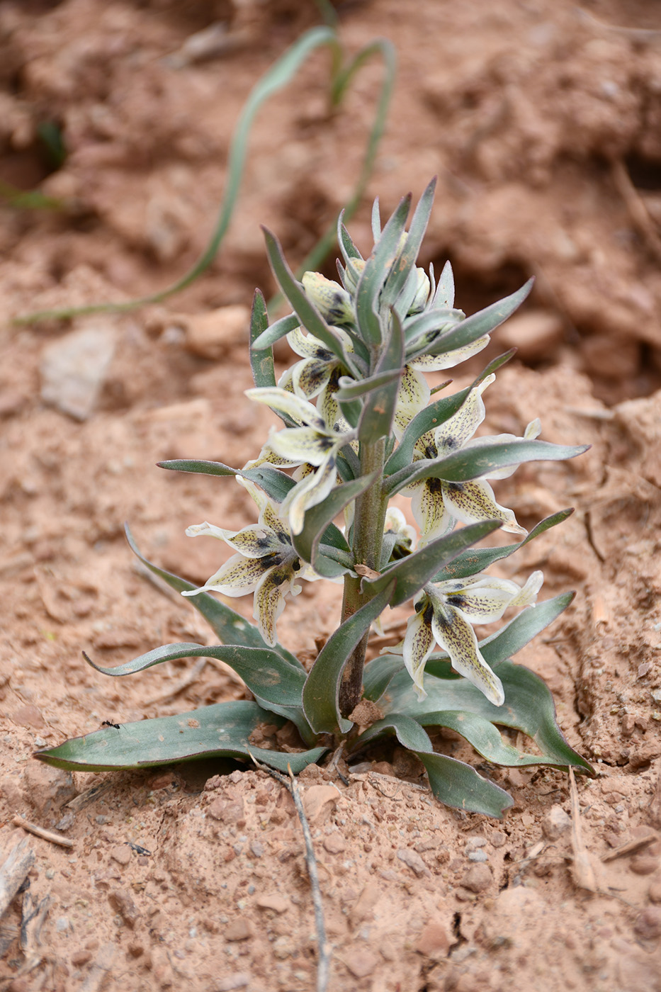 Image of Fritillaria baisunensis specimen.