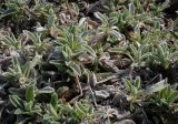 Stachys byzantina