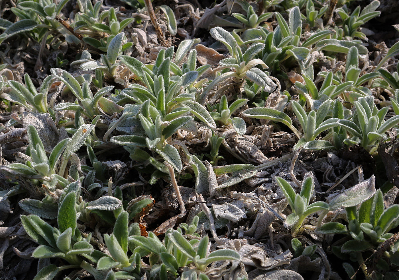 Изображение особи Stachys byzantina.