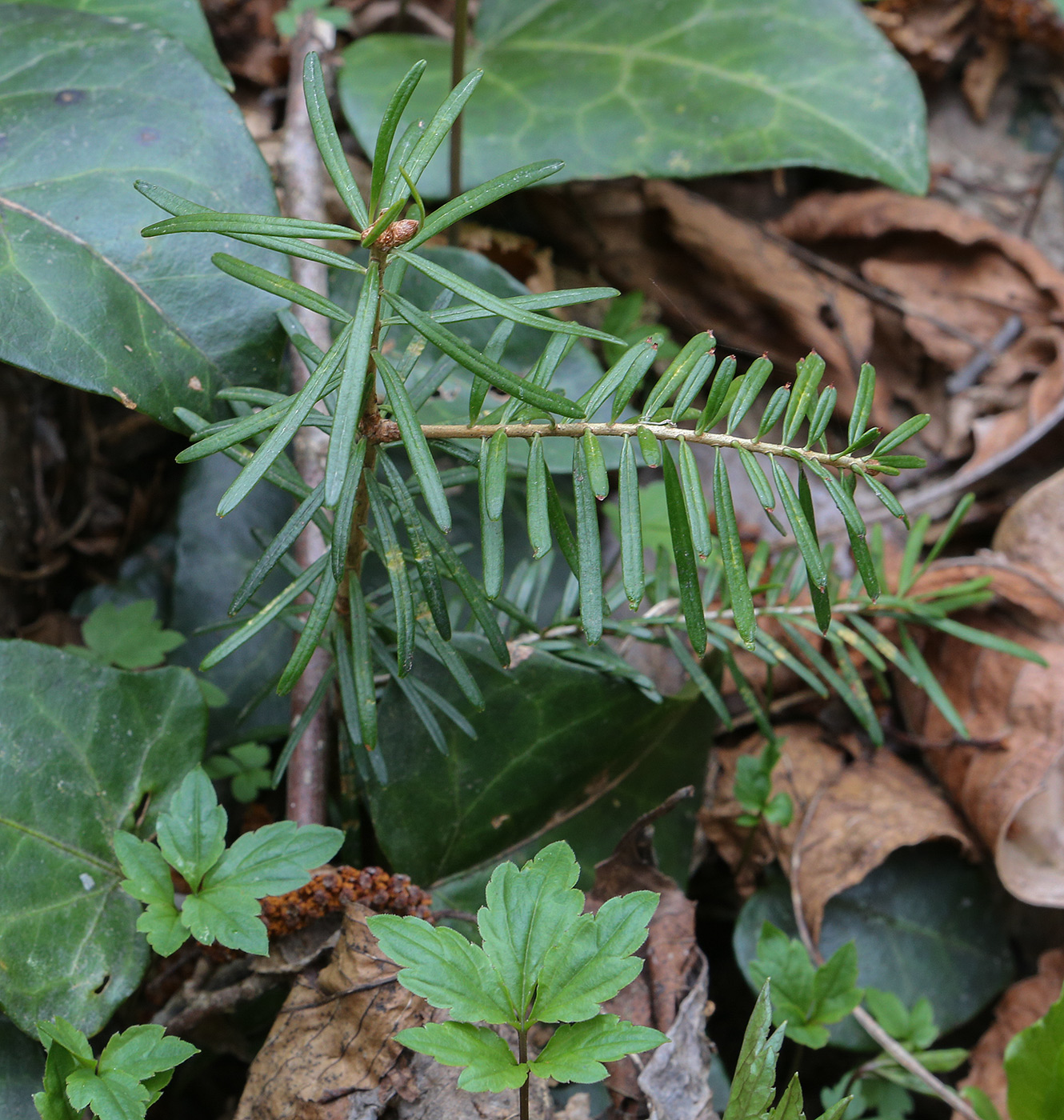 Image of Abies nordmanniana specimen.