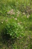 Pulsatilla patens