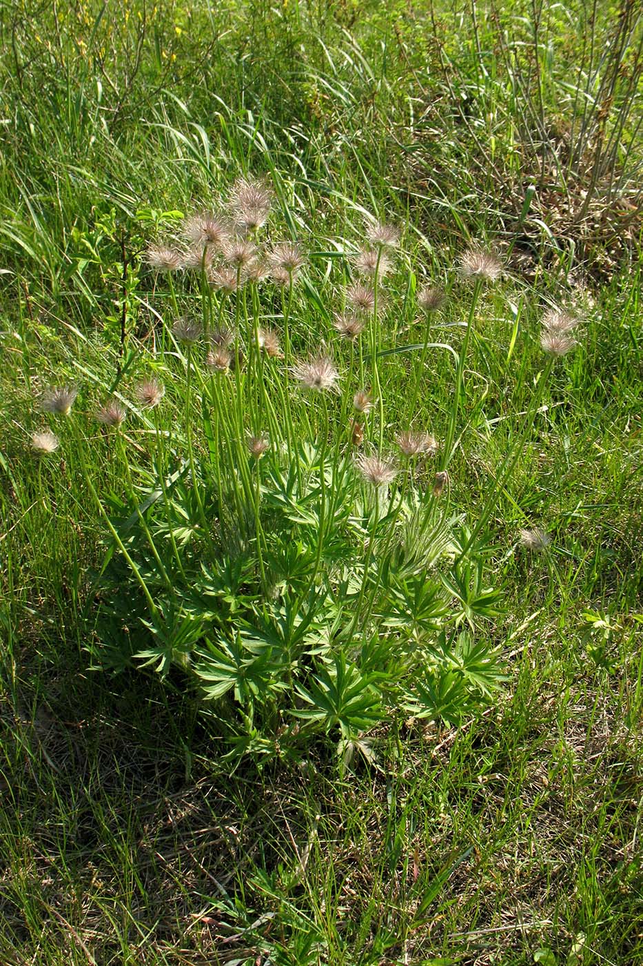 Image of Pulsatilla patens specimen.