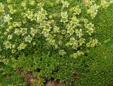 Thylacospermum caespitosum