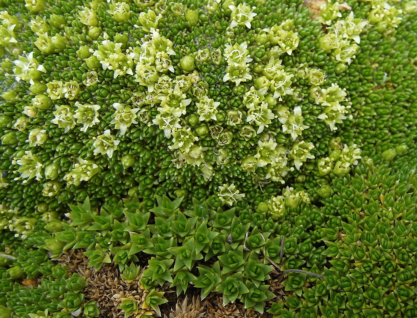 Image of Thylacospermum caespitosum specimen.