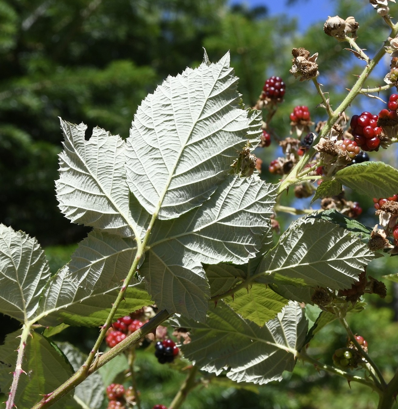 Image of Rubus discolor specimen.