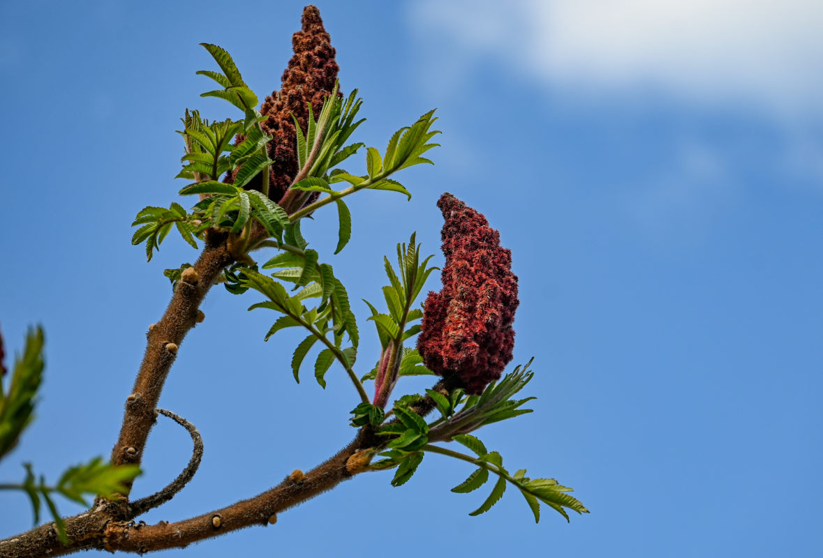 Изображение особи Rhus typhina.