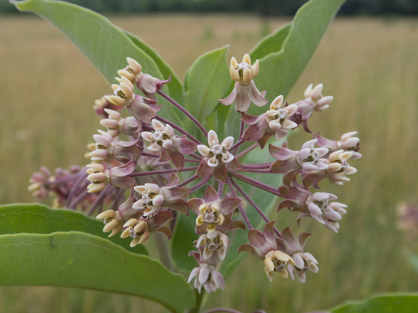Изображение особи Asclepias syriaca.