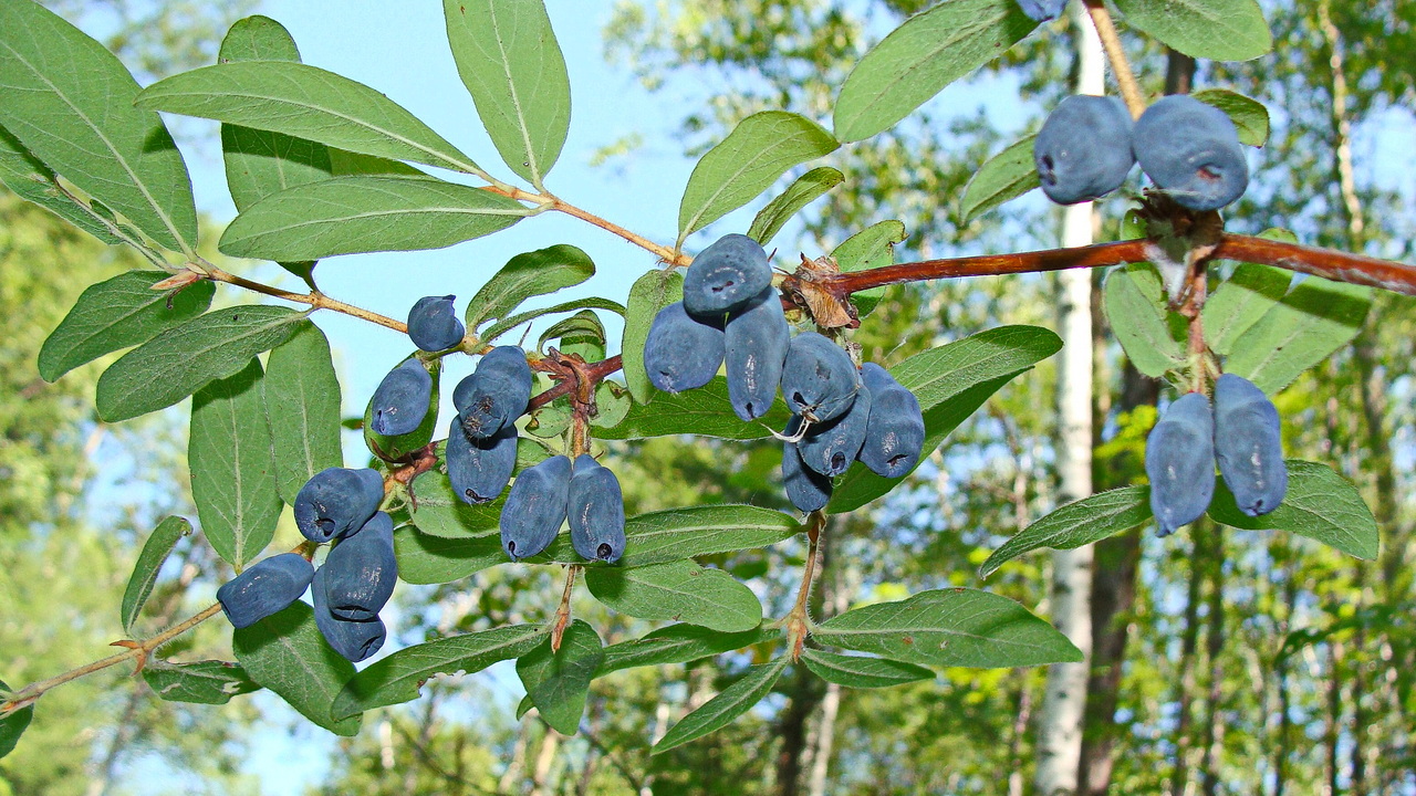 Image of Lonicera edulis specimen.