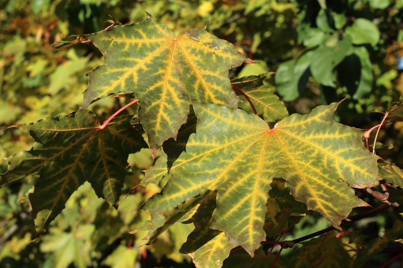 Изображение особи Acer platanoides.