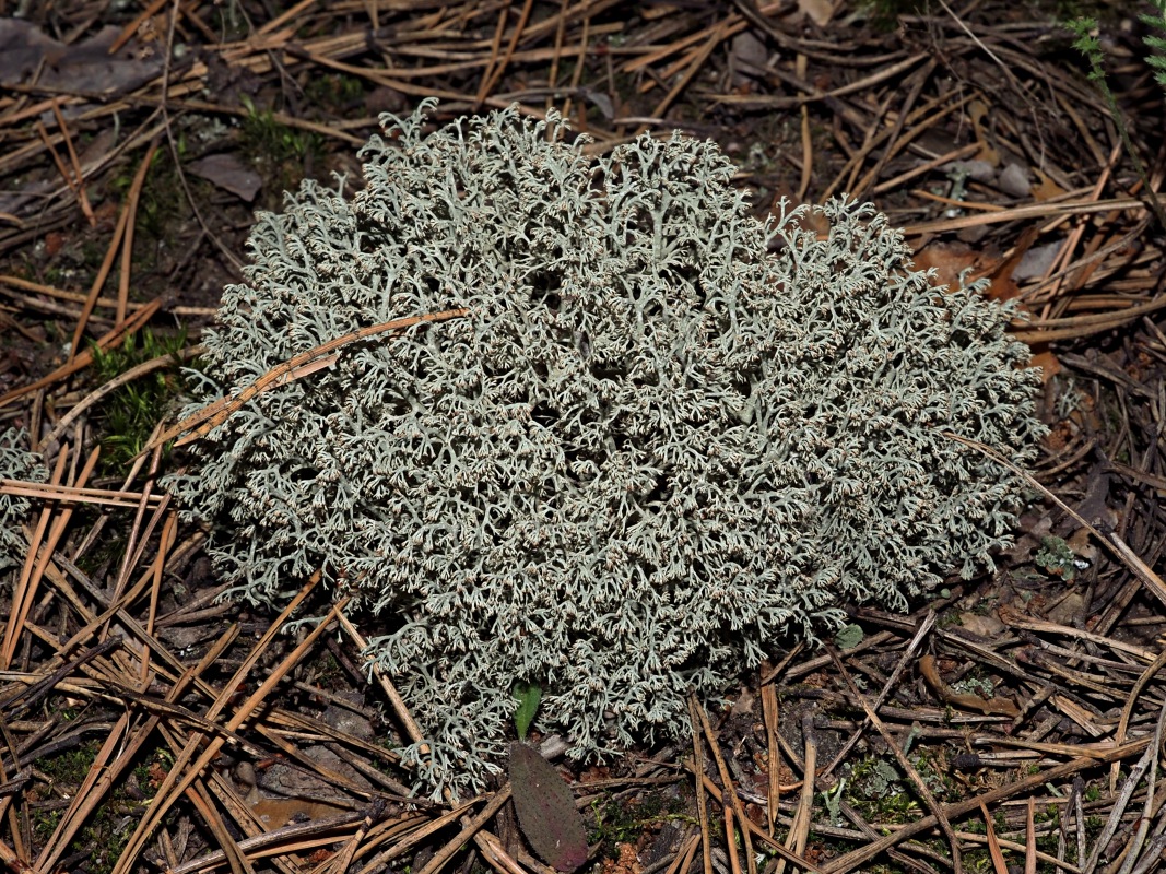 Image of genus Cladonia specimen.