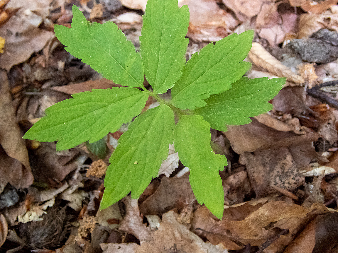 Image of Cardamine quinquefolia specimen.