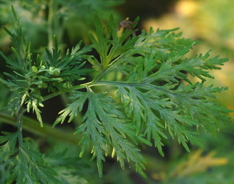 Image of Artemisia sieversiana specimen.