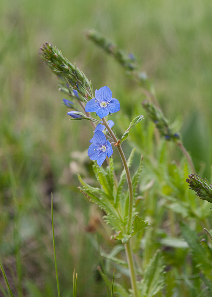 Image of Veronica krylovii specimen.