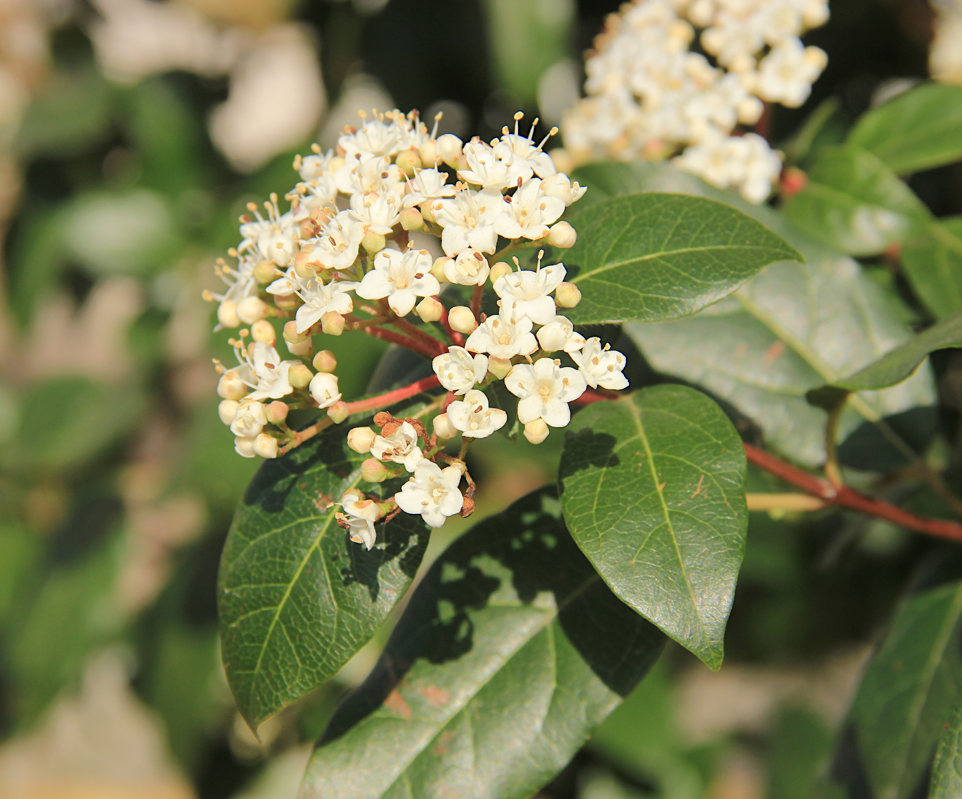 Изображение особи Viburnum tinus.