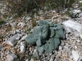 Paraeremostachys karatavica