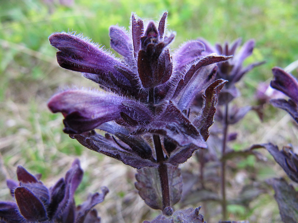 Image of Bartsia alpina specimen.