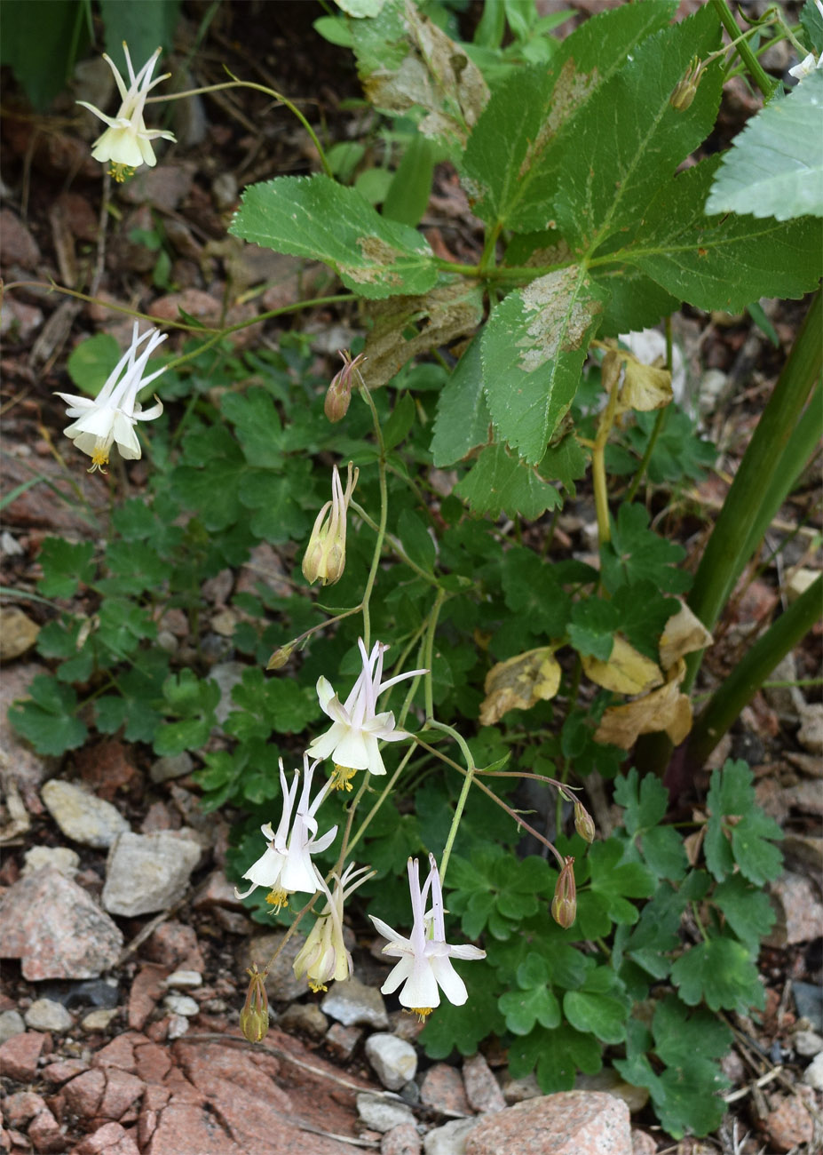 Image of Aquilegia tianschanica specimen.