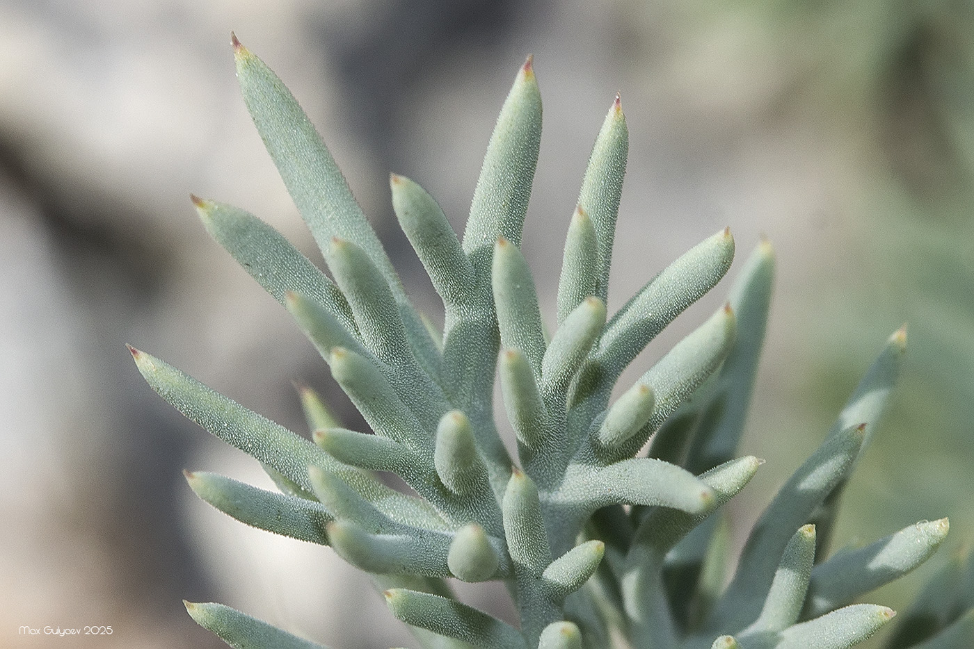 Image of Seseli dichotomum specimen.