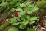 Paeonia caucasica