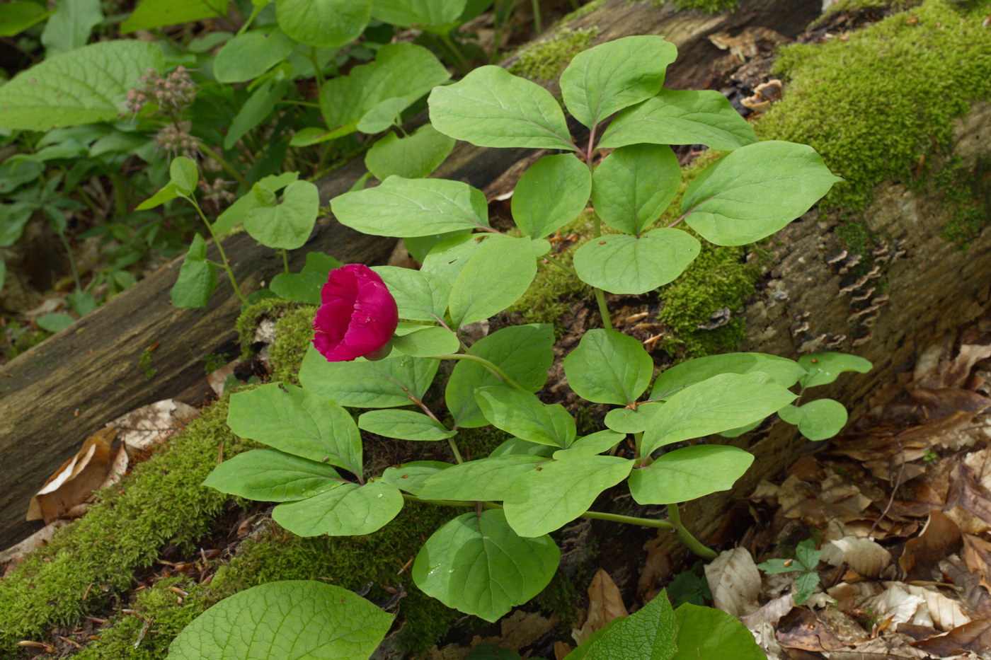Image of Paeonia caucasica specimen.