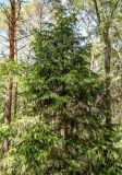 Picea abies