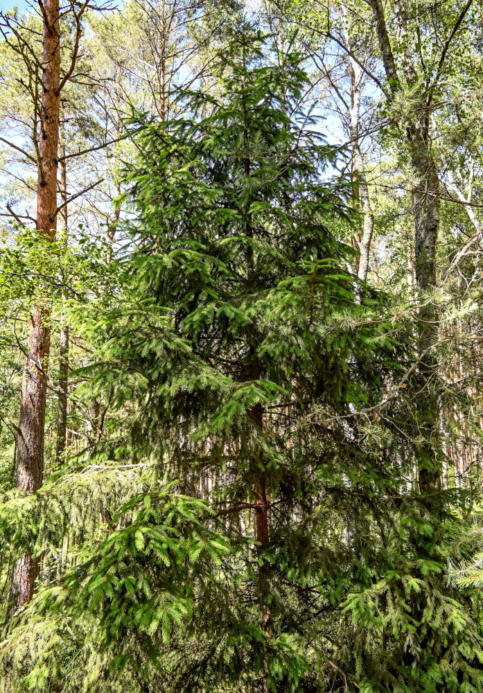 Изображение особи Picea abies.