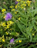 Centaurea jacea