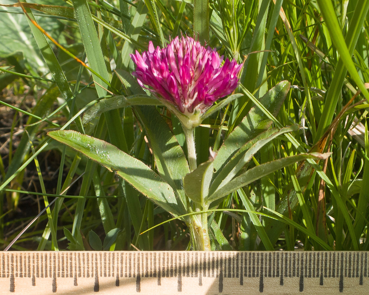 Изображение особи Trifolium alpestre.