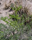 Zygophyllum xanthoxylum