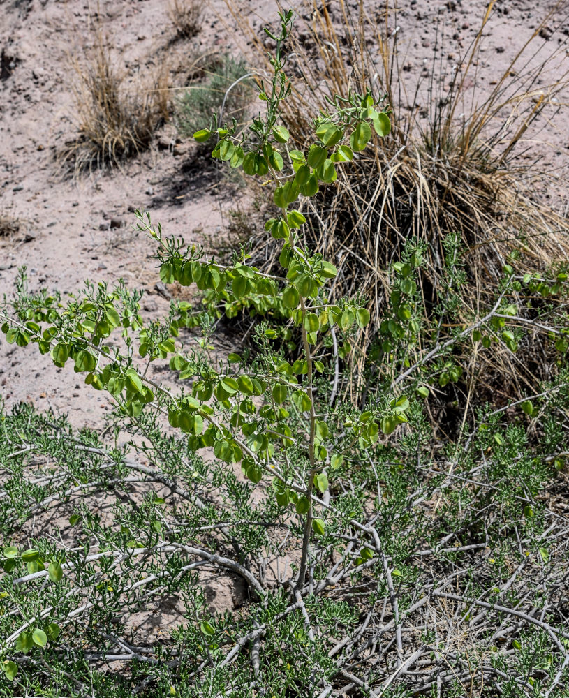 Image of Zygophyllum xanthoxylum specimen.