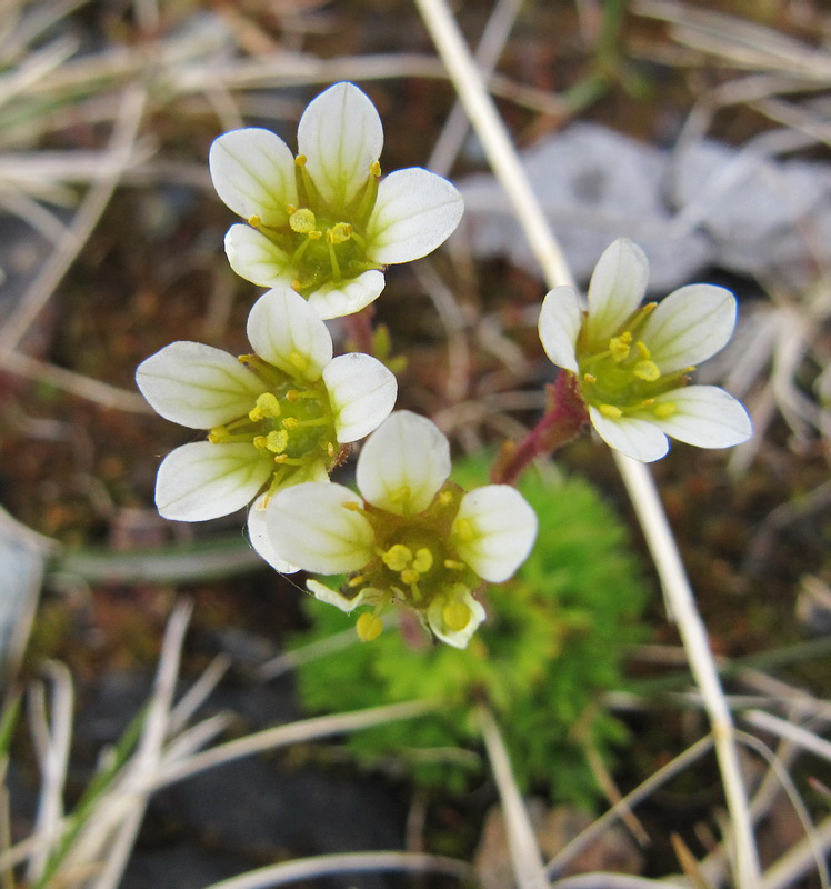 Изображение особи Saxifraga cespitosa.