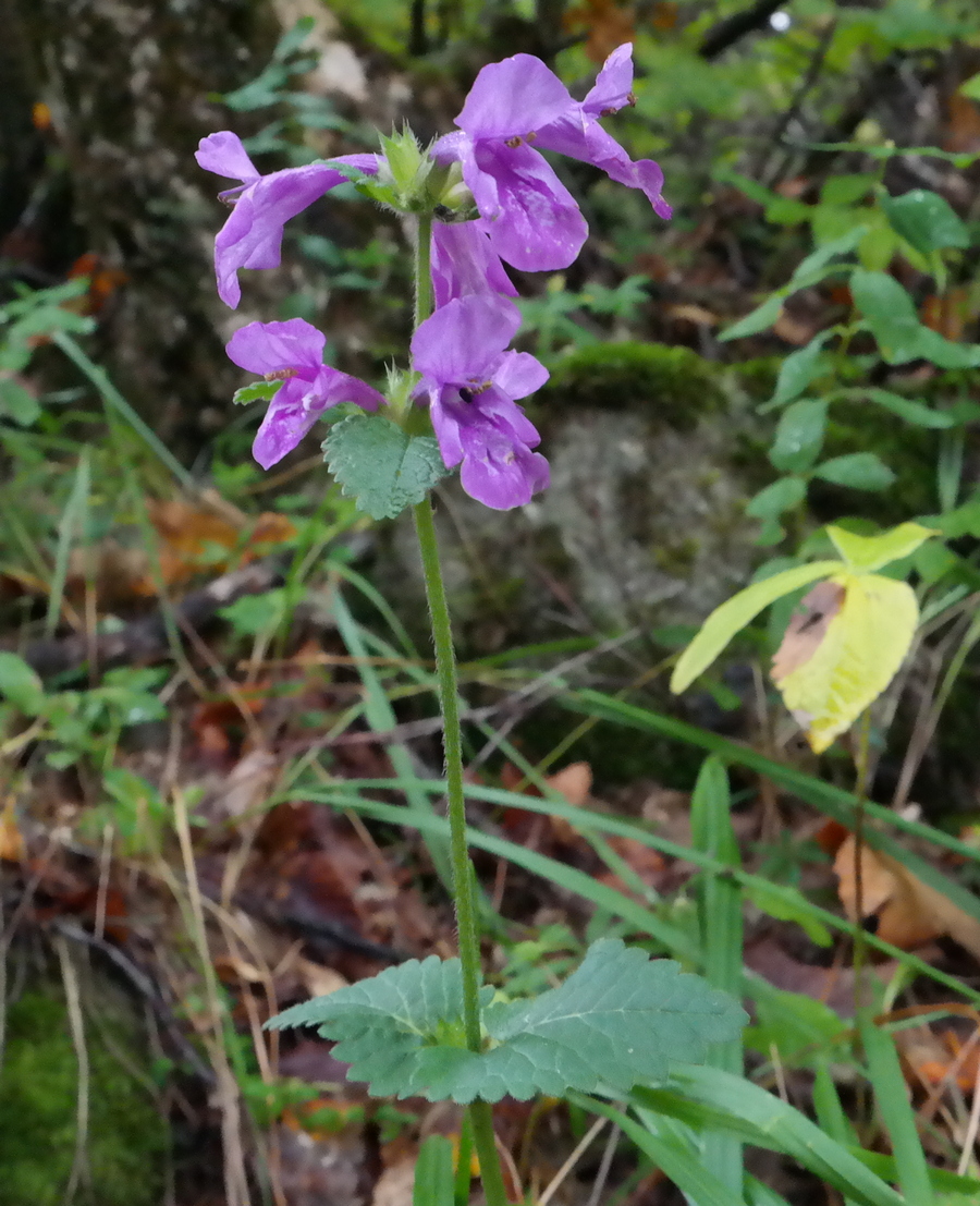 Image of Betonica macrantha specimen.