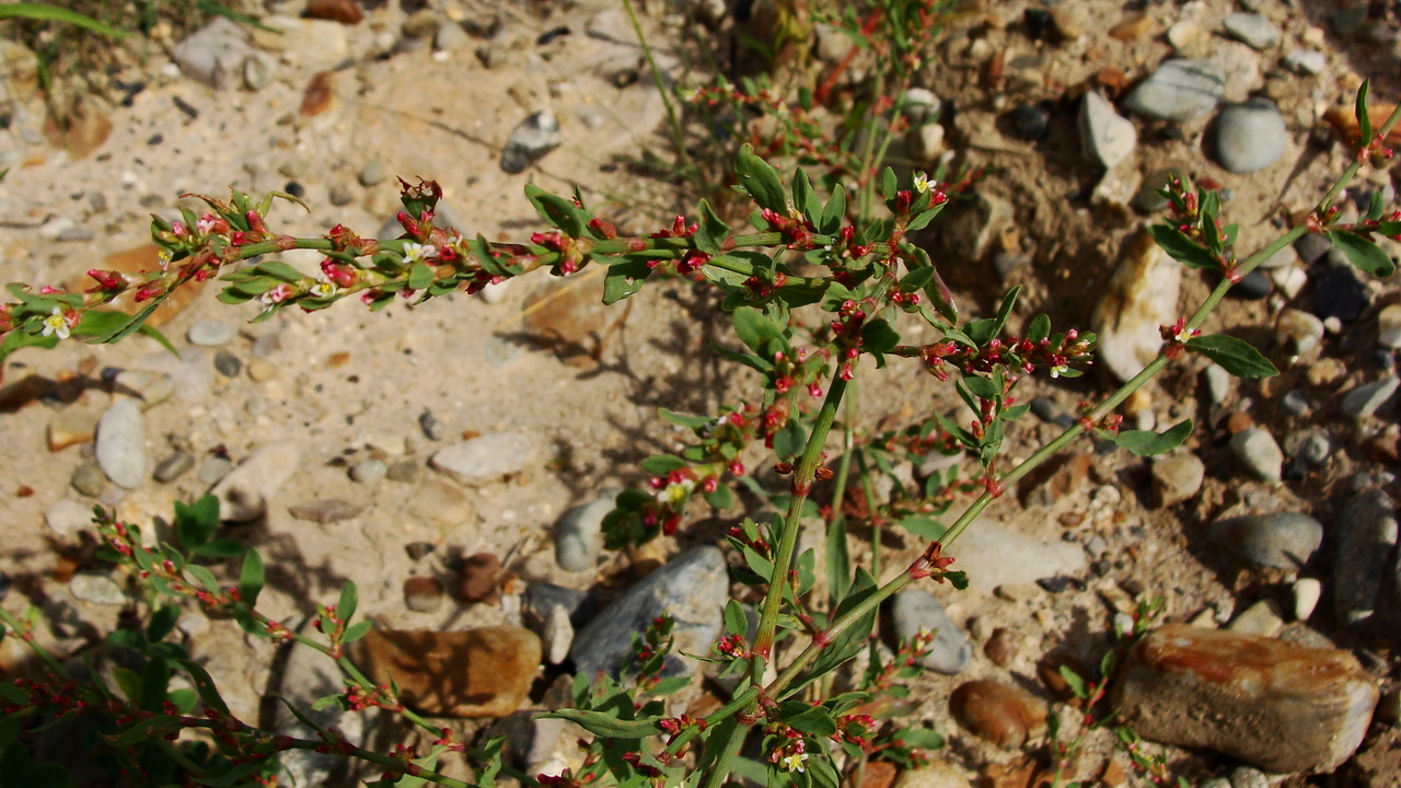 Image of Polygonum aviculare specimen.