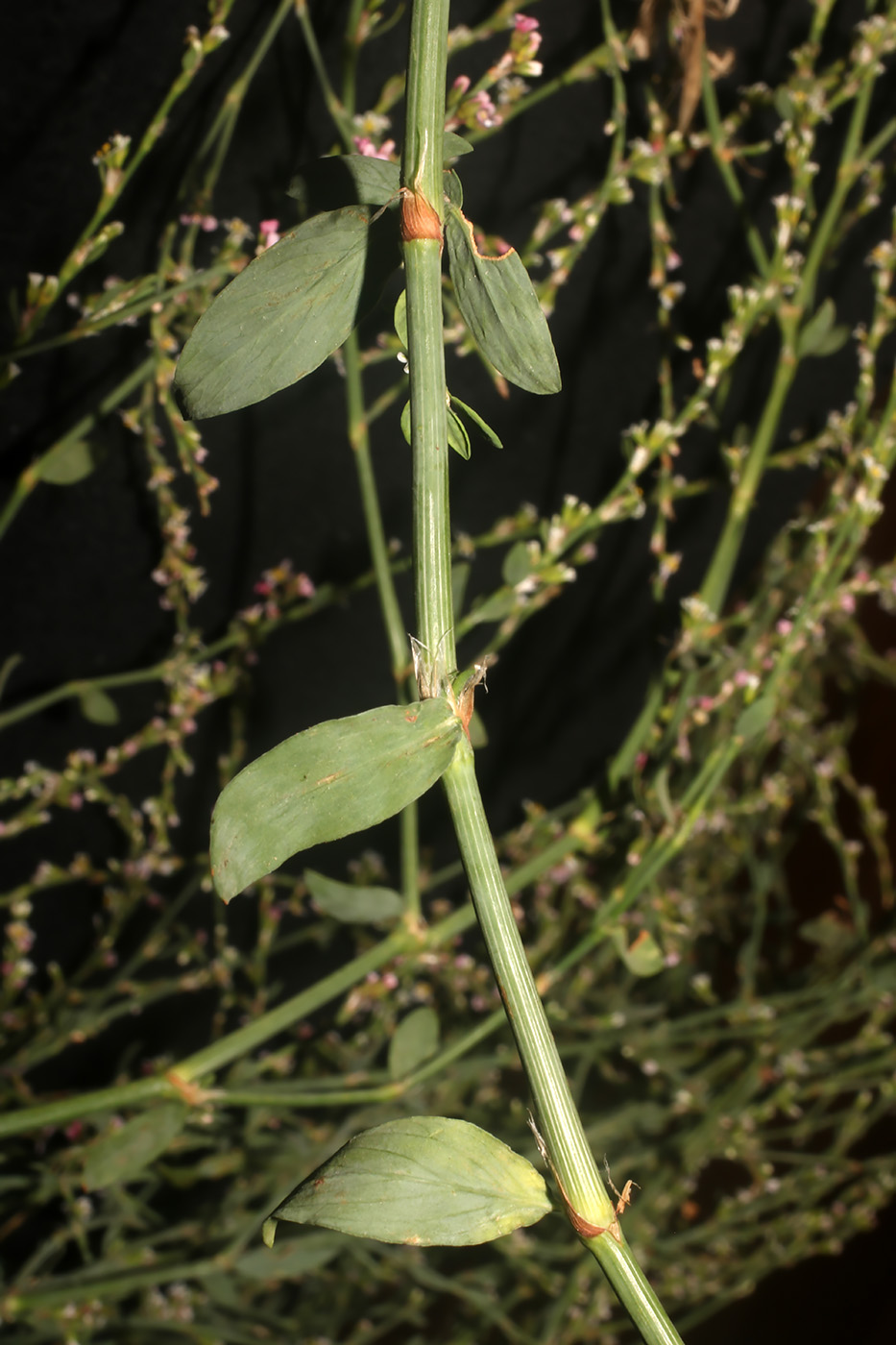 Изображение особи Polygonum argyrocoleon.