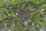 genus Salix