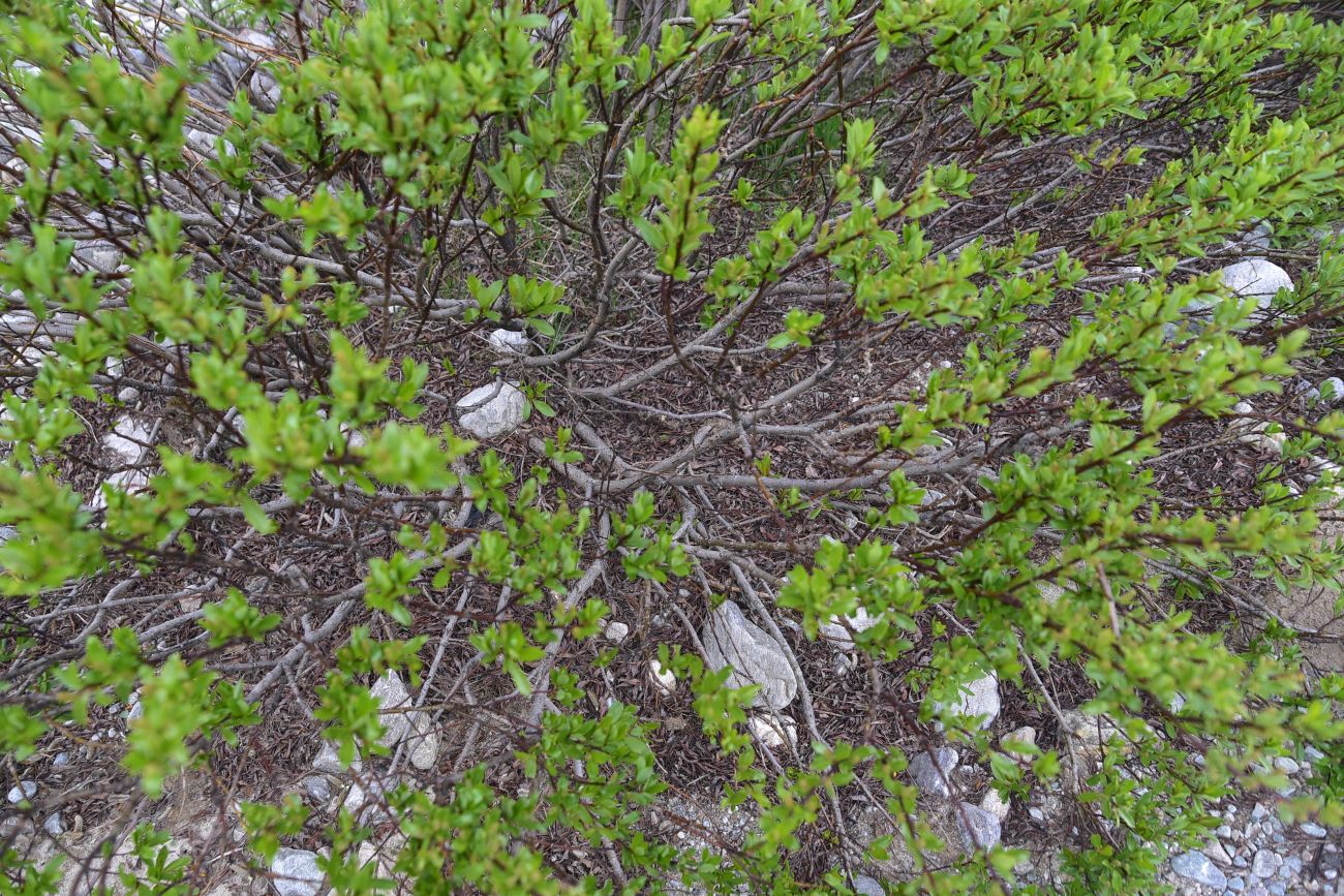 Image of genus Salix specimen.