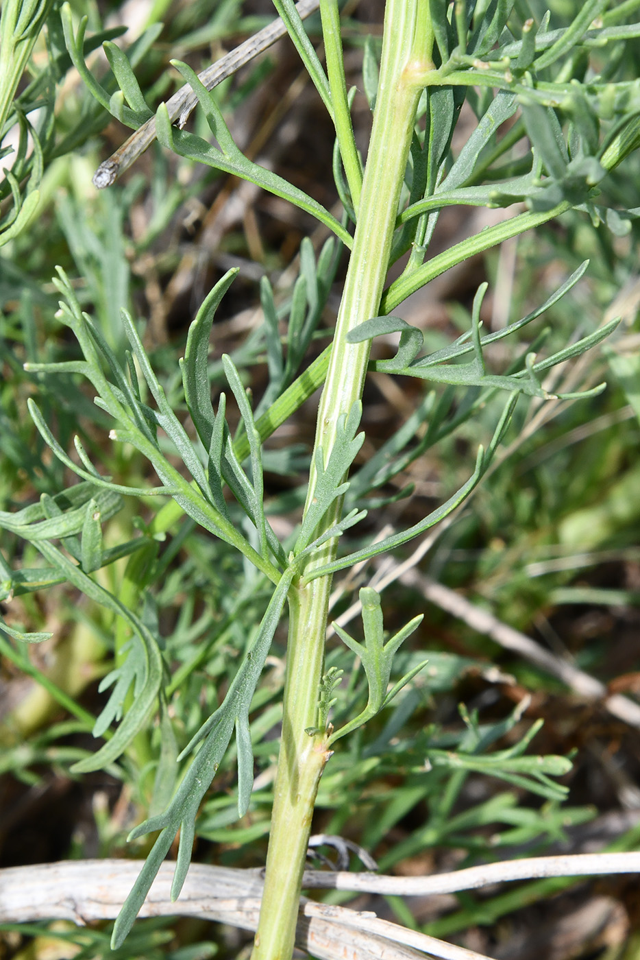 Image of Niedzwedzkia semiretschenskia specimen.