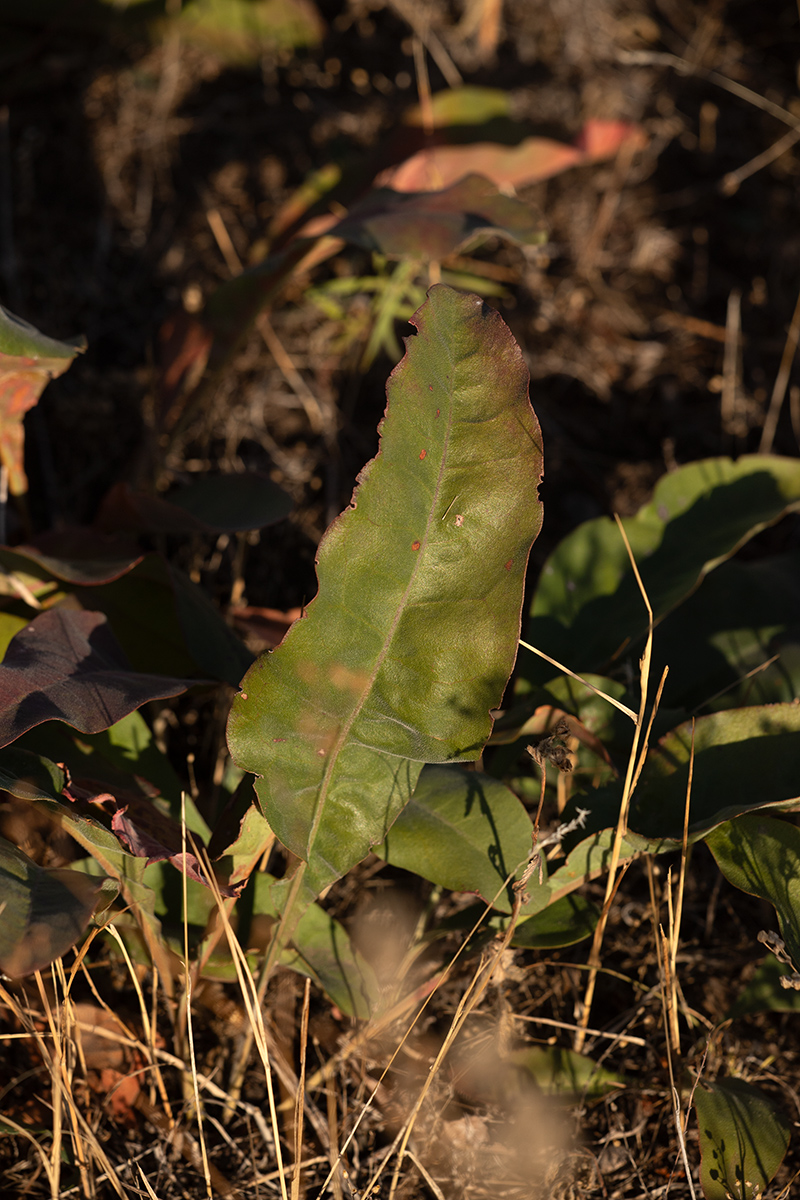 Image of Limonium coriarium specimen.