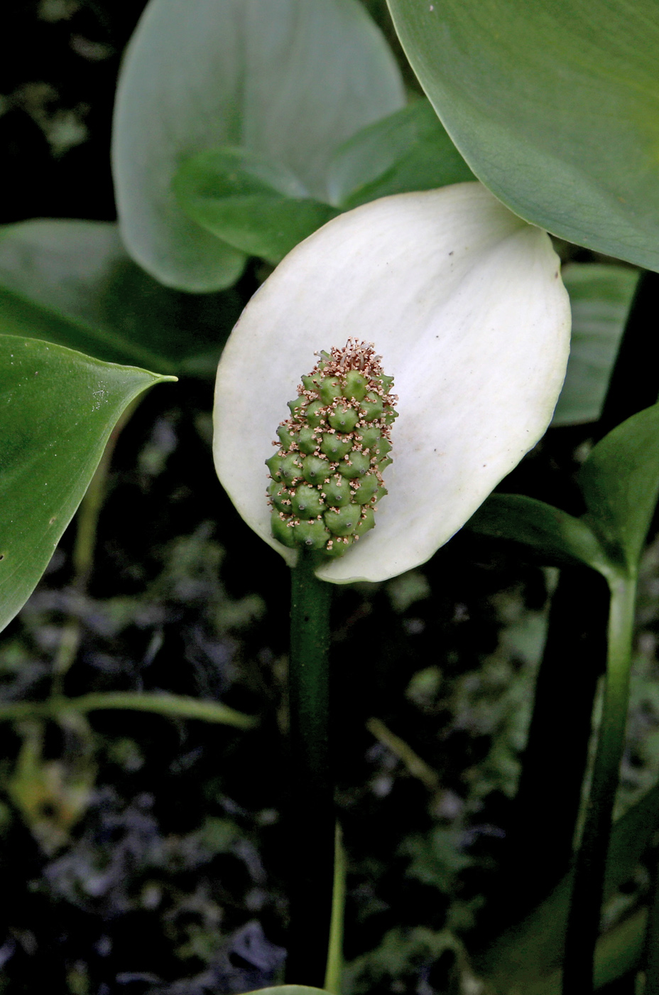 Image of Calla palustris specimen.