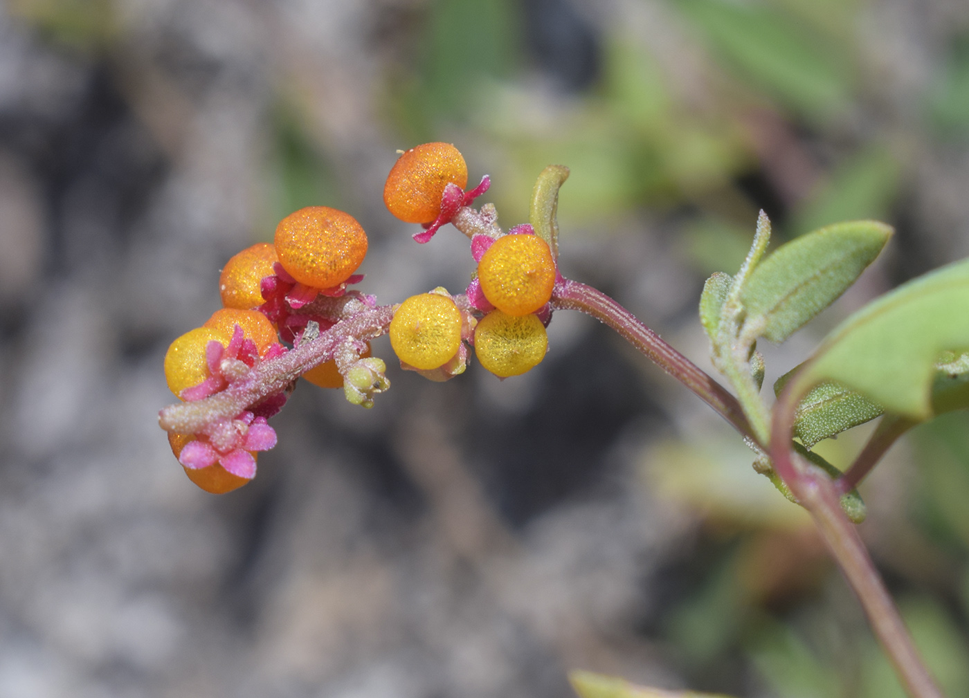 Image of Chenopodium nutans specimen.
