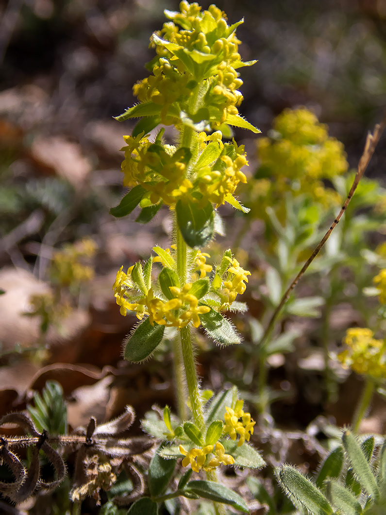 Image of Cruciata taurica specimen.