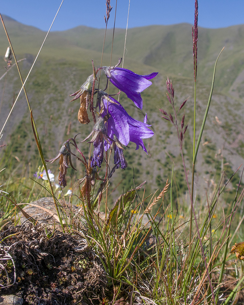 Изображение особи род Campanula.