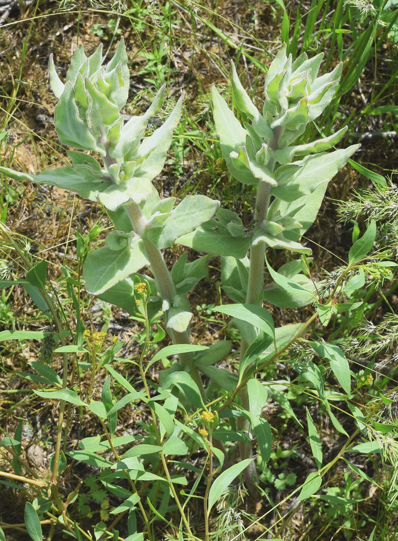 Image of Trichodesma incanum specimen.